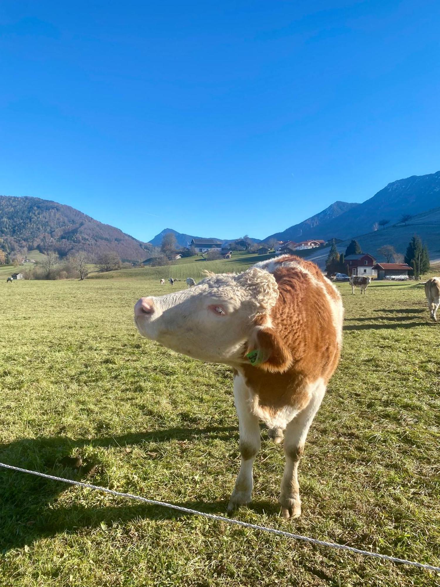 Apartment Mit Bergblick In Bayerischen Alpen *
